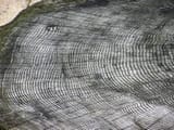 1280px-Tree.ring.arp