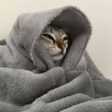 ThisPictureSpawnedTheCatMeme