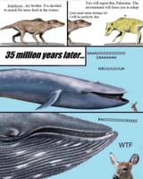 Evolution-Lads