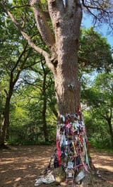 kirk&#039;s_fairy_tree