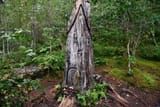 aberfoyle_6