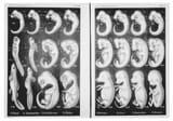Haeckel.diag_0.img_assist_custom
