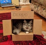 get in the box