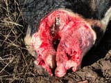 Cattle-mutilation-11-26-b-1024x768