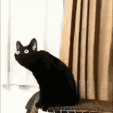 catblack