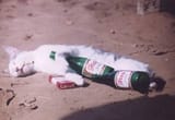 kot zachlaniec alkoholik