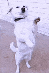 ai-dog