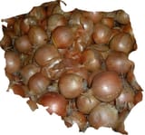 polska cebula