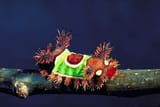 saddleback_caterpillar