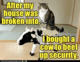 thats-no-bull