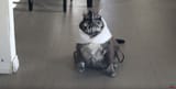 MV5BYWYwYWU3ZjQtOGRlZC00ZDA4LTkzODgtNDc1Nzc0MDRmODBjXkEyXkFqcGc@._V1_