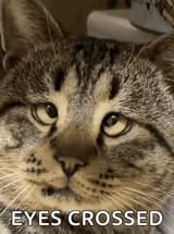 derp-derp-cat
