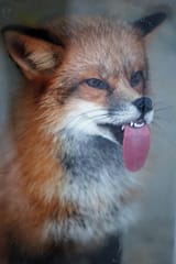 thewinfox