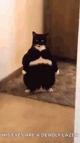 fat-cat-laser-eyes