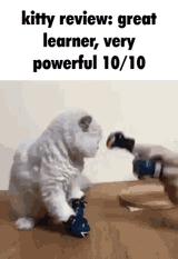 kitty-review