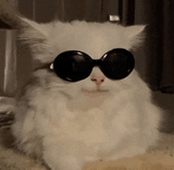 cat-smile