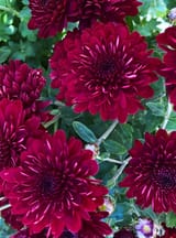 images (1)