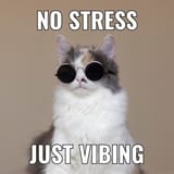 simple-vibing-cat-square-meme_742173-4493