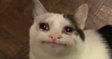 crying-sad-cat-meme-template-1024x547