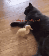 a-bully-cat