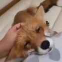 fox-cute-fox_thumb.jpg