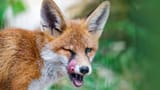 091622_FK_fishing-fox_feat