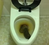 jannie turd