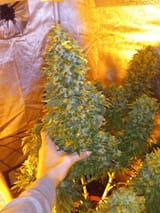 lets-see-your-giant-buds-heres-mine