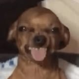 dog-hehehe