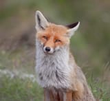 smiling_fox_by_robertobertero_d54jrwf-fullview