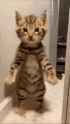 good-morning-images_thumb.jpg