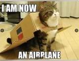 cat_plain