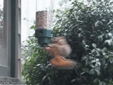spinning-squirrel