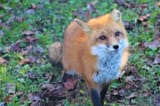 red-fox