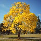 yellow-tree
