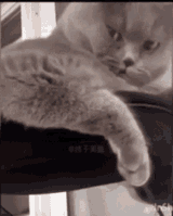 TheCat