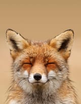 zen-fox-series-smiling-fox-portrait-roeselien-raimond