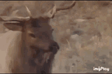 elk-heat