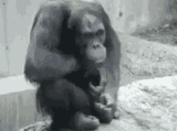 monkey-jerking-off