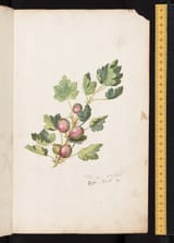 Bodleian-Library-MS-Ashmole-1461_00007_fol-13r_reduced