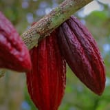 the fruit of the gods