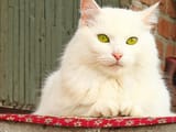 Russian-White-Cat
