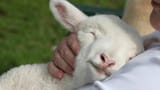 YoureJustADumbSheep