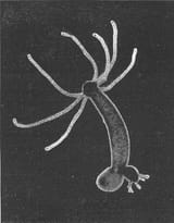Hydra-Foto