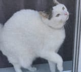 Thread 40598424 OP Image