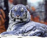 Cryptozoology and Mysteries