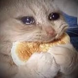 eatingandcryingcat