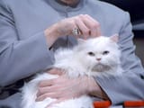 Mr-bigglesworth_paxl58-3284390090