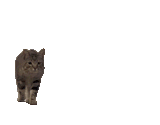 1736565812253296