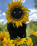 photosynthetic_lion